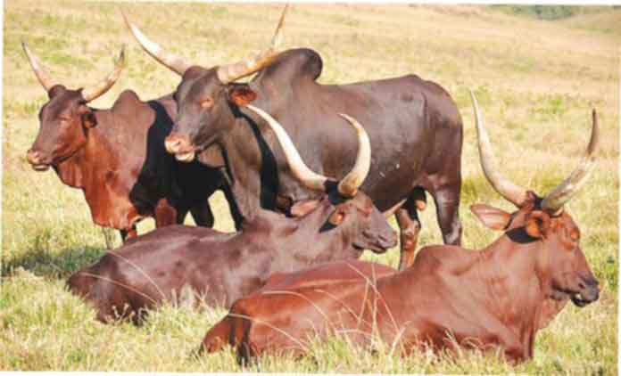 breeds-of-cattle-nigeria