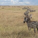 serengeti-national-park