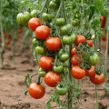 organic-tomato-nigeria
